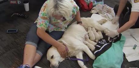 Una perra pare a 9 cachorros en pleno aeropuerto de Tampa