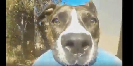 Perro se roba una GoPro y graba su huida