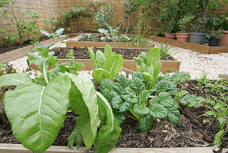 Censuran a Secretario de Agricultura por oponerse a programa de