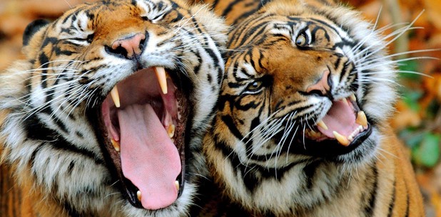 Hallan dos tigres en patios traseros de Arizona