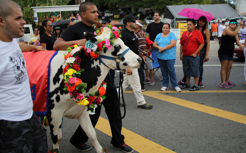 Festival de la Novilla en San Sebastián en fotos