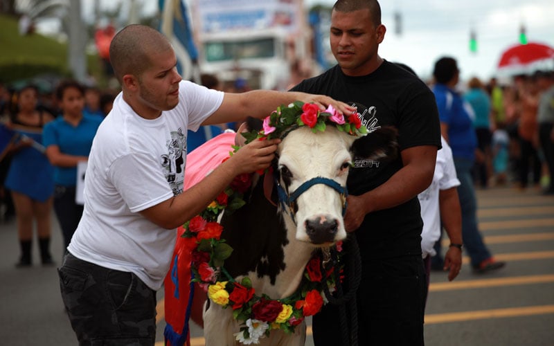 Festival de la Novilla en San Sebastián en fotos