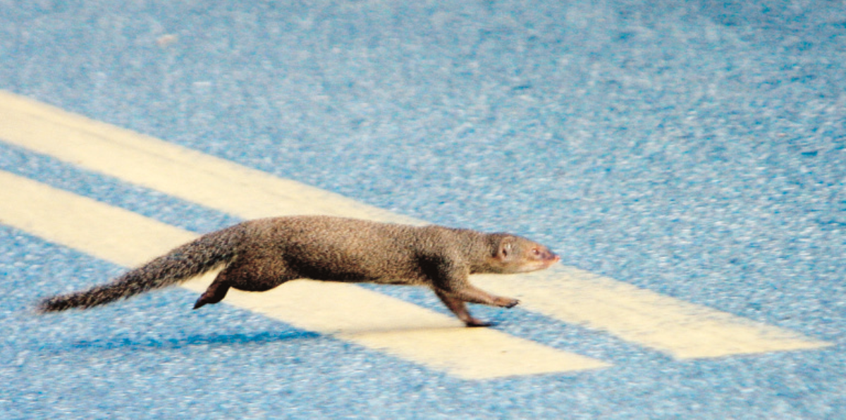 Cuidado con las mangostas