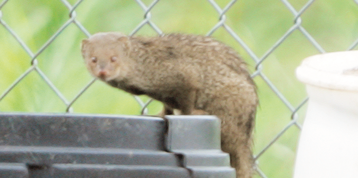 Mangostas rabiosas en El Yunque