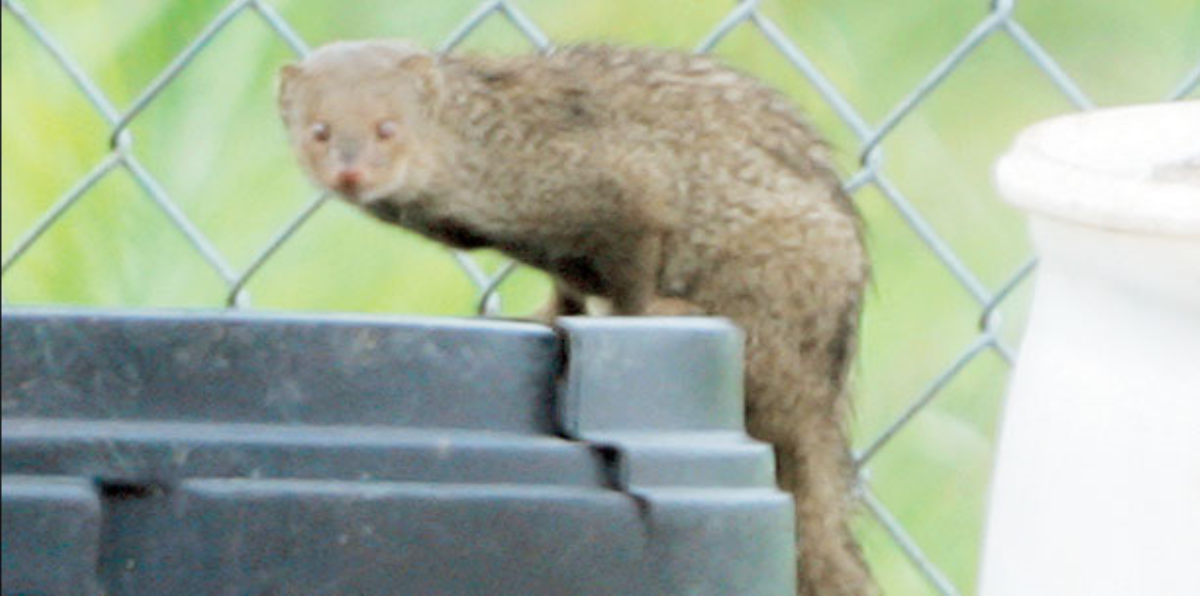 Alertan sobre peligro de mordeduras de mangostas