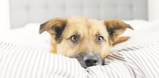 Como Evitar Que Mi Perro Se Orine En El Sillon
