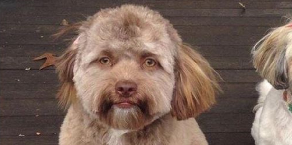 Perro con cara de humano hace delirar las redes Perro con cara de humano hace delirar las redes