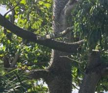 Árbol de ceiba en la mirilla