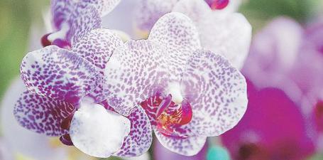 Feria de Orquídeas en Ponce